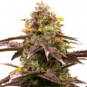 Семена  Widow Remedy feminised Ganja Seeds