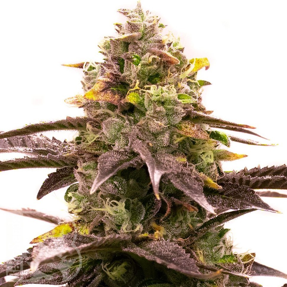 Семена  Widow Remedy feminised Ganja Seeds