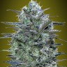 Семена  Widow Remedy feminised Ganja Seeds