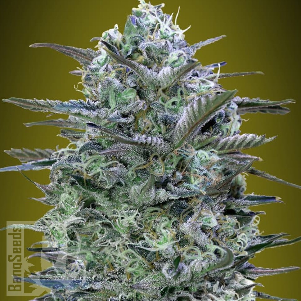 Семена  Widow Remedy feminised Ganja Seeds