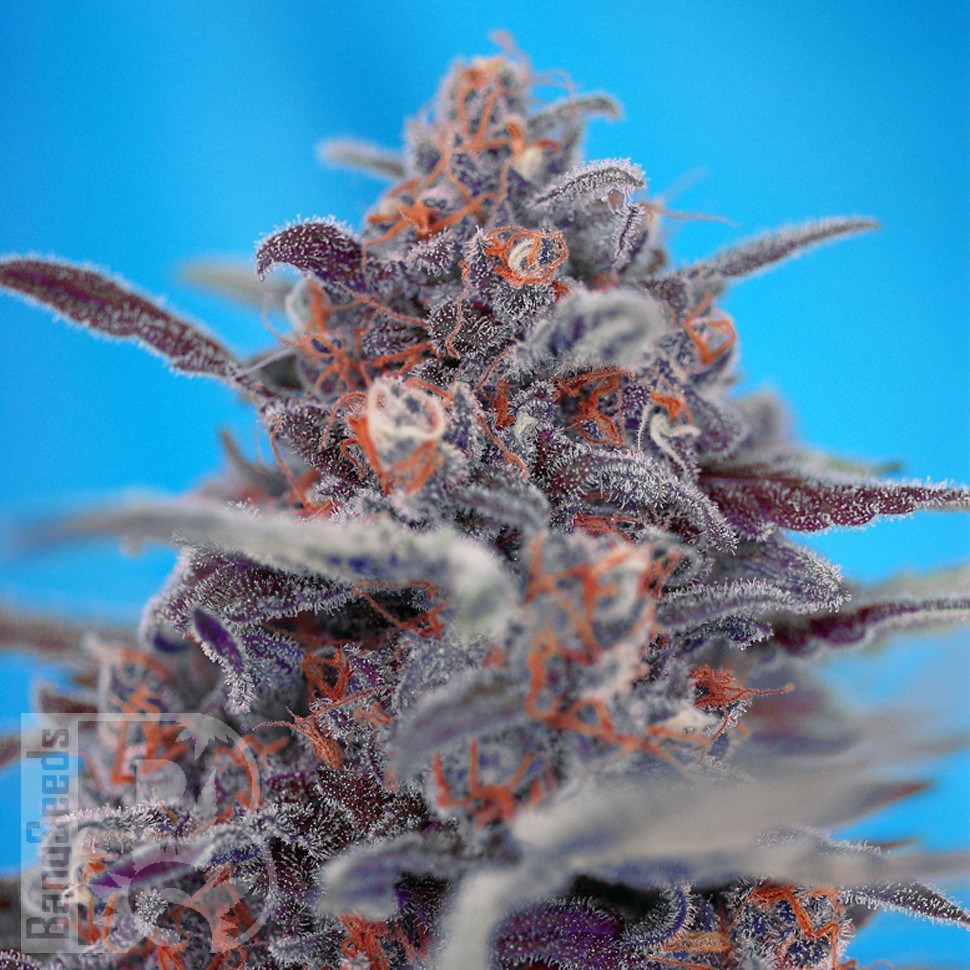 Семена каннабиса  Auto Devil Cream feminised Ganja Seeds