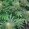 Early Skunk feminised Ganja Seeds