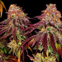 Mimosa feminised Ganja Seeds