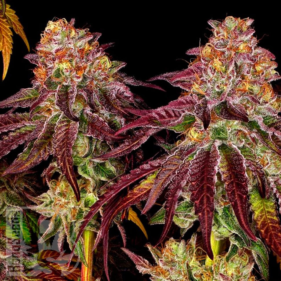 Семена каннабиса  Mimosa feminised Ganja Seeds