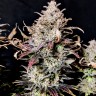 Семена каннабиса  Mimosa feminised Ganja Seeds