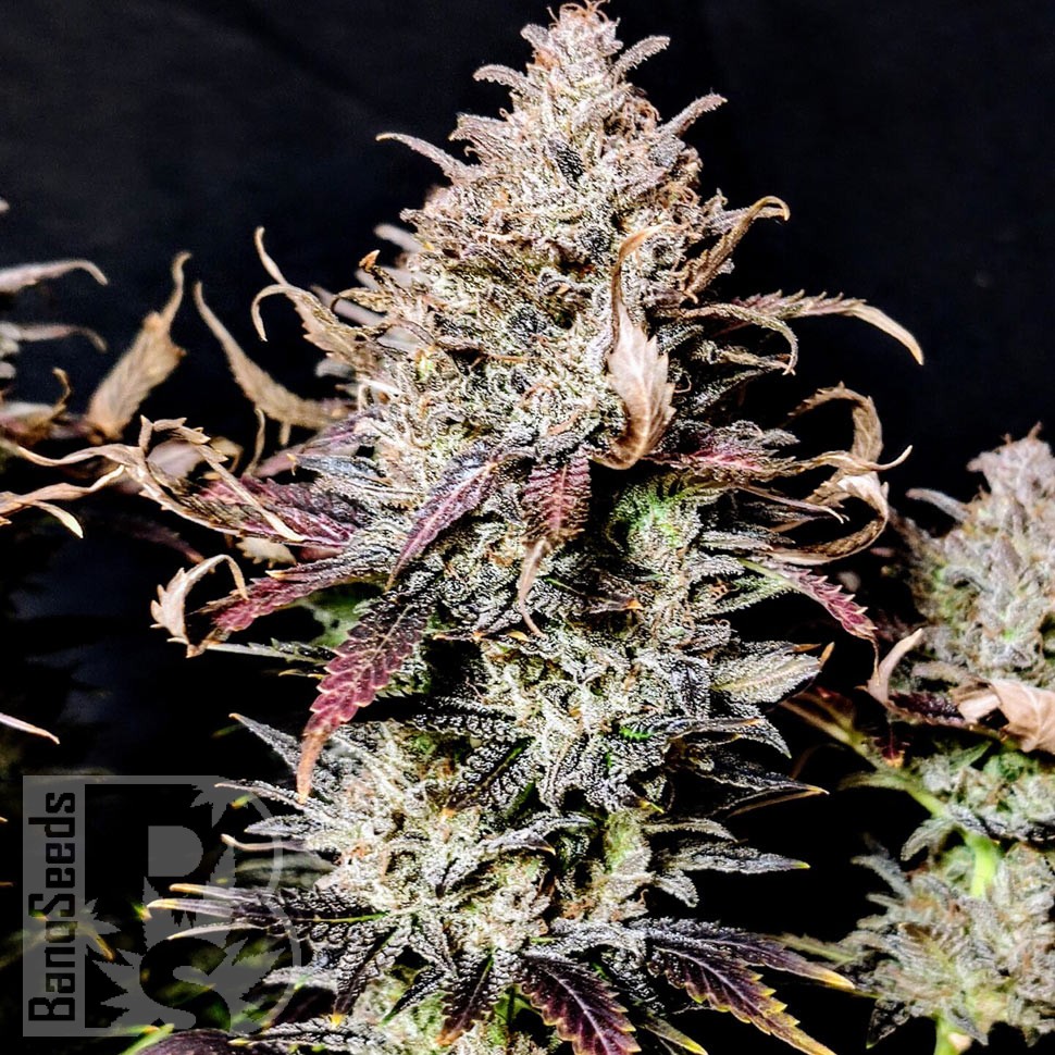 Семена каннабиса  Mimosa feminised Ganja Seeds