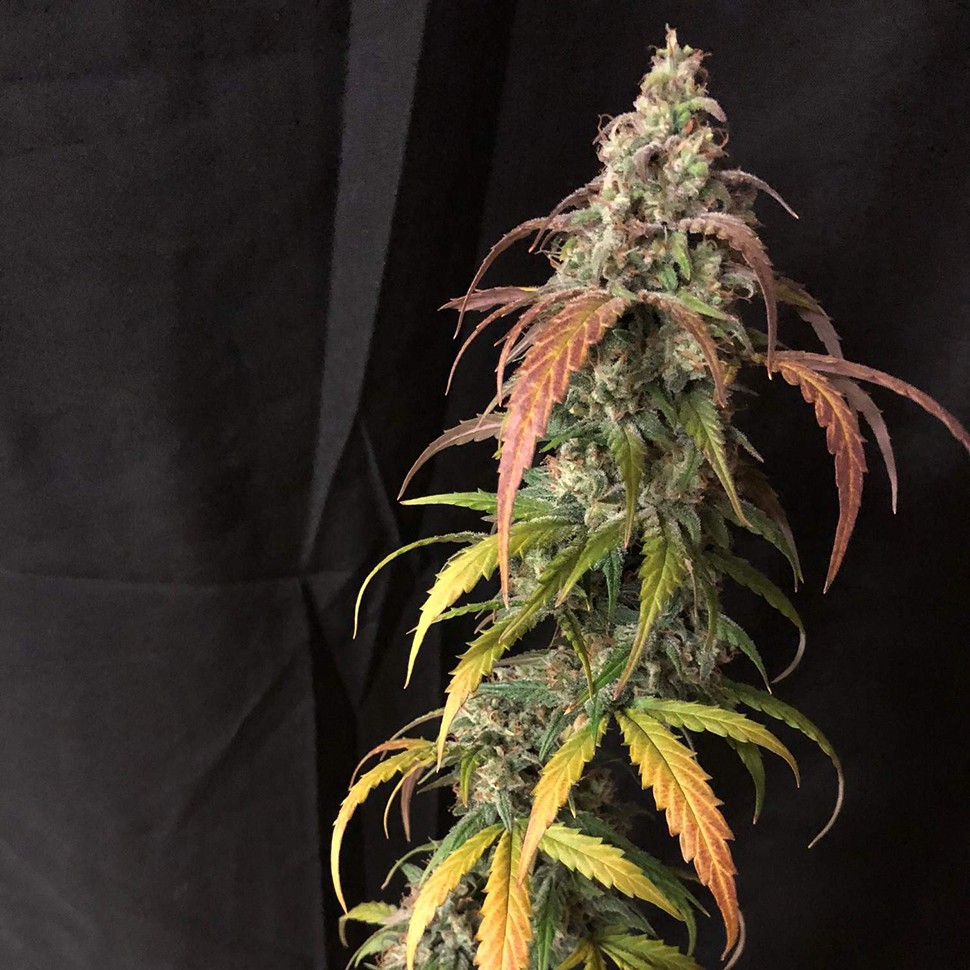 Семена каннабиса  Auto Black Jack feminised Ganja Seeds