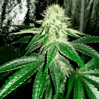 Auto AK feminised Ganja Seeds