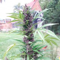 Auto Psylocke feminised GanjaVIP Seeds