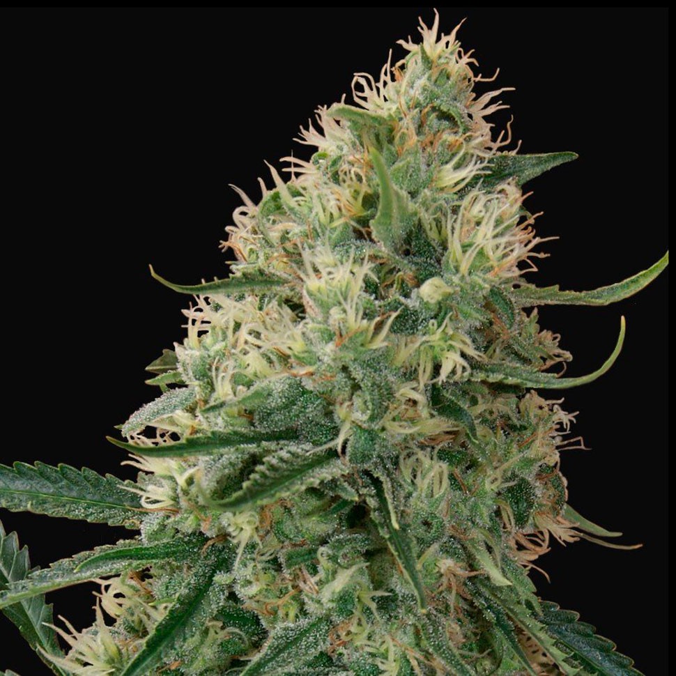 Семена каннабиса  Auto Sin Tra Bajo feminised Ganja Seeds