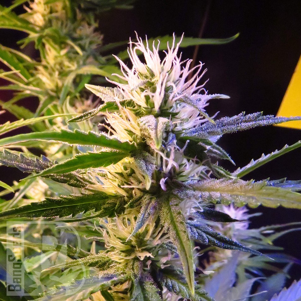 Семена марихуаны  Auto Diesel Ryder feminised Ganja Seeds