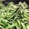 купить урожайные семена конопли Auto Diesel Ryder feminised