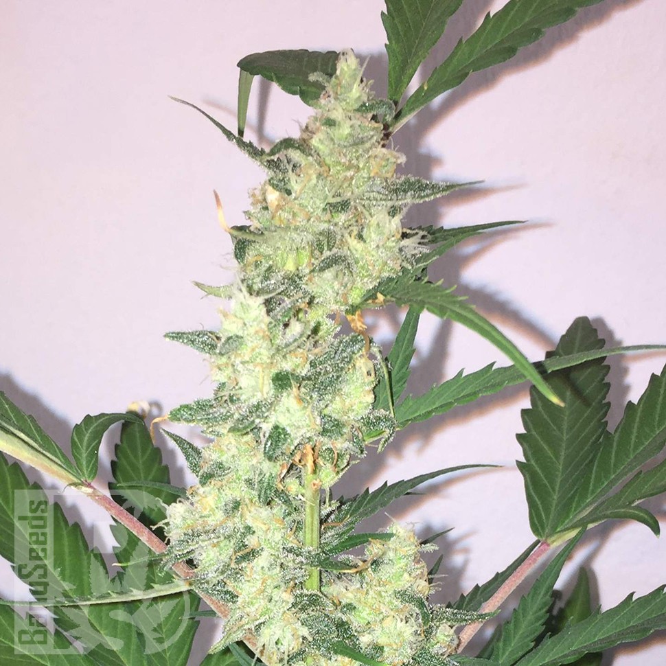 купить семена конопли феминизированные Auto Diesel Ryder feminised