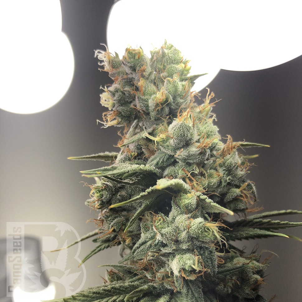 купить семена сортовой конопли Auto Diesel Ryder feminised
