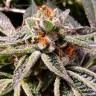 Семена  Tropicana Cookies feminised Ganja Seeds