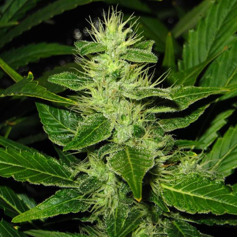 Семена каннабиса  White Skunk regular Ganja Seeds