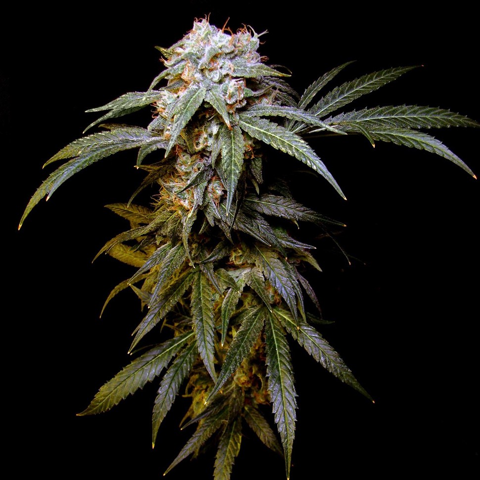 Семена  Charyn feminised Bang Seeds