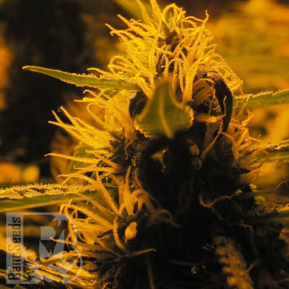 Семена  Charyn feminised Bang Seeds
