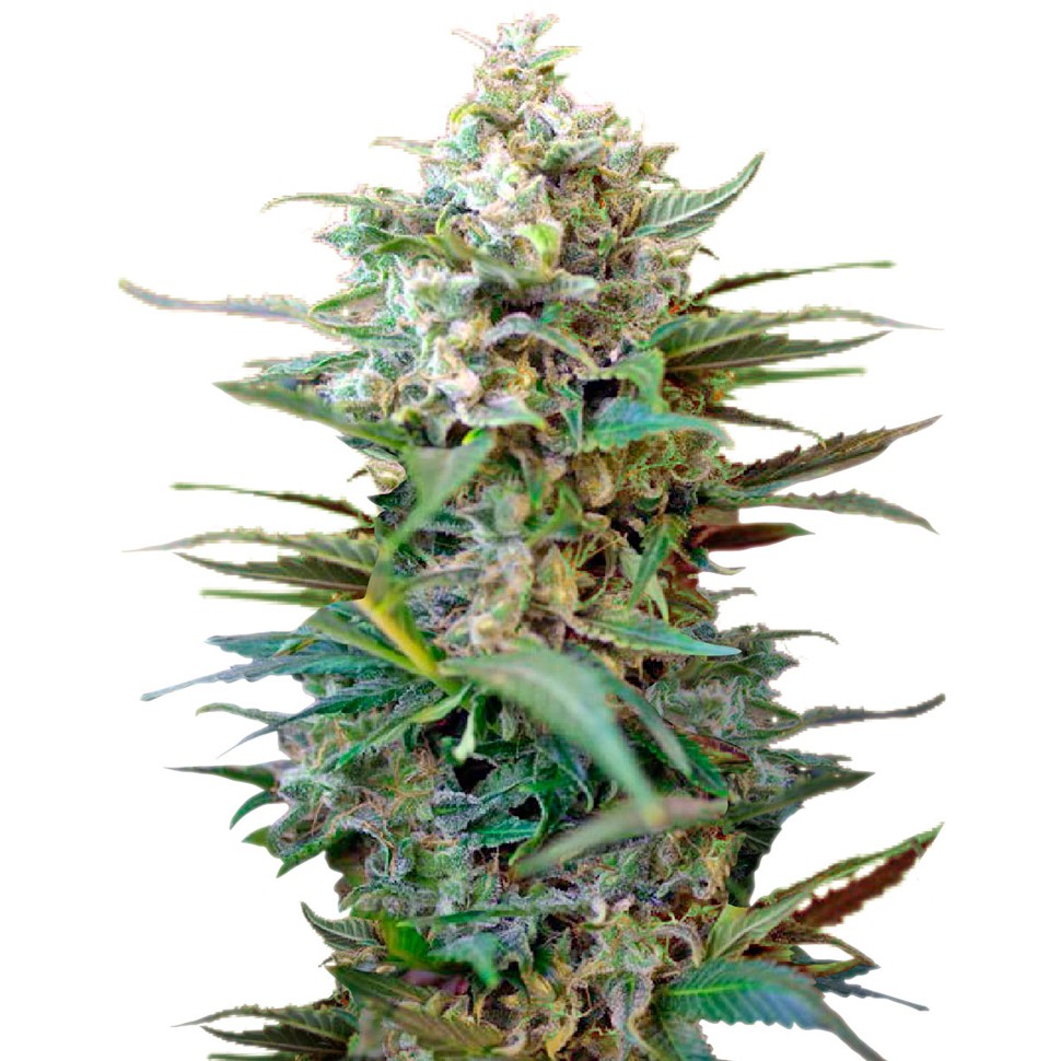 Семена  Auto Big Devil XL feminised Ganja Seeds