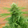 где можно заказать семена конопли Auto Dr. Grinspoon feminised