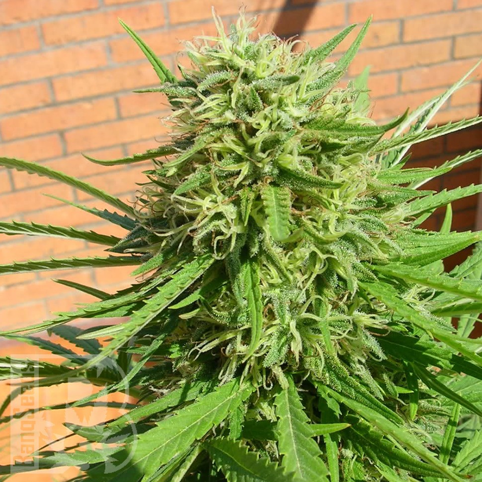 заказать семена конопли автоцвет Auto Dr. Grinspoon feminised