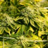 Era feminised Ganja Seeds