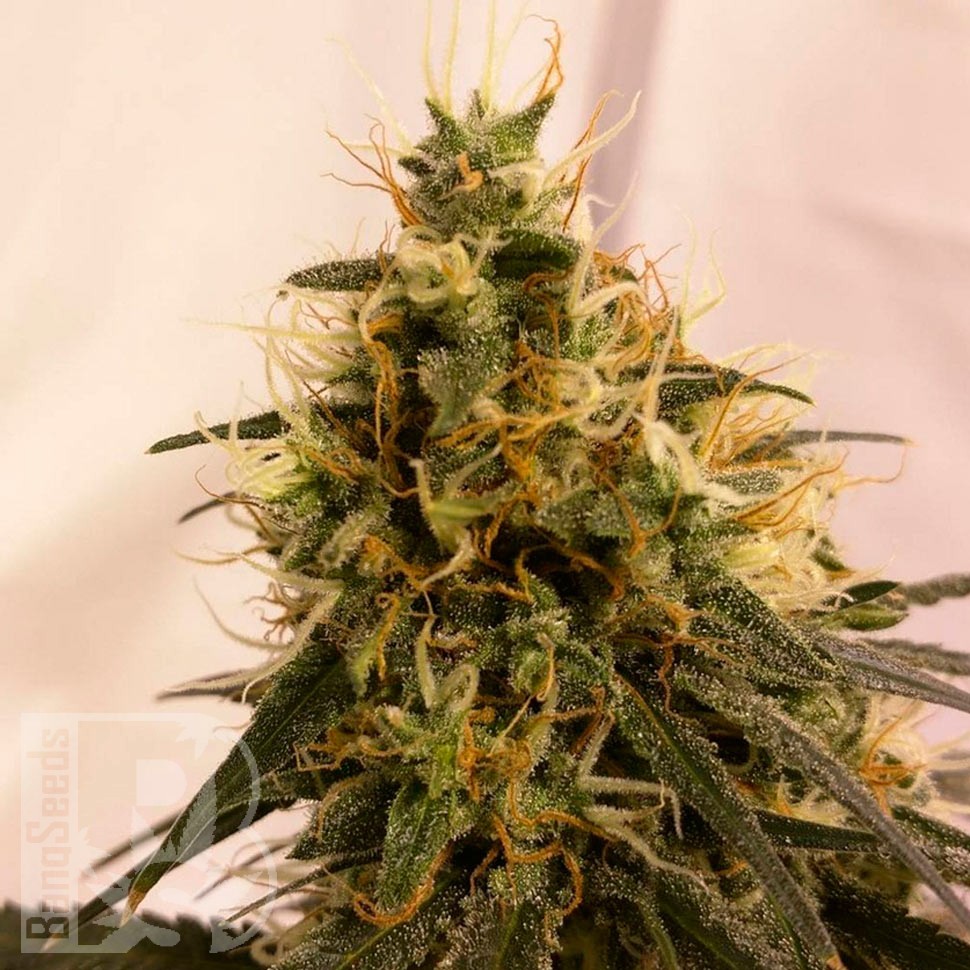 Семена конопли  Pineapple Chunk feminised Ganja Seeds