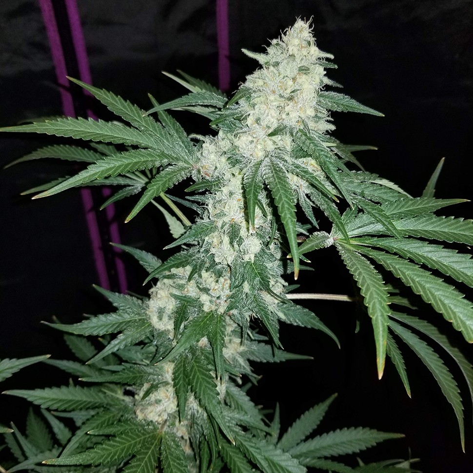 Семена каннабиса  Hash Plant regular Ganja Seeds