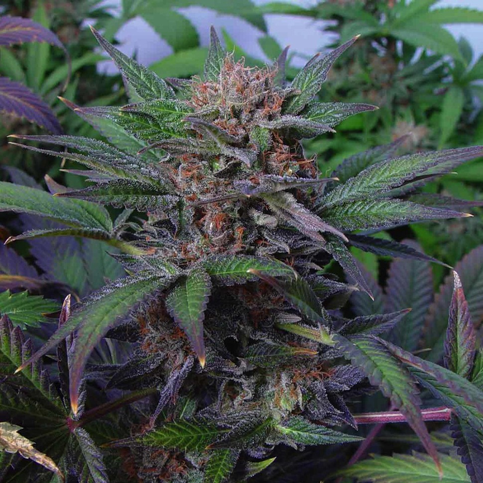 Семена каннабиса  Auto Somango x Blueberry feminised Ganja Seeds