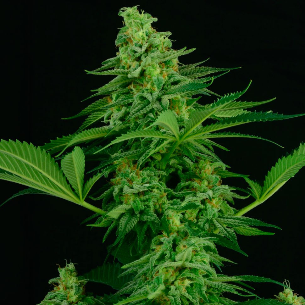 купить автоцветущие семена конопли Auto Critical feminised 