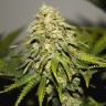 Семена конопли  Chuck Chuck feminised Bang Seeds