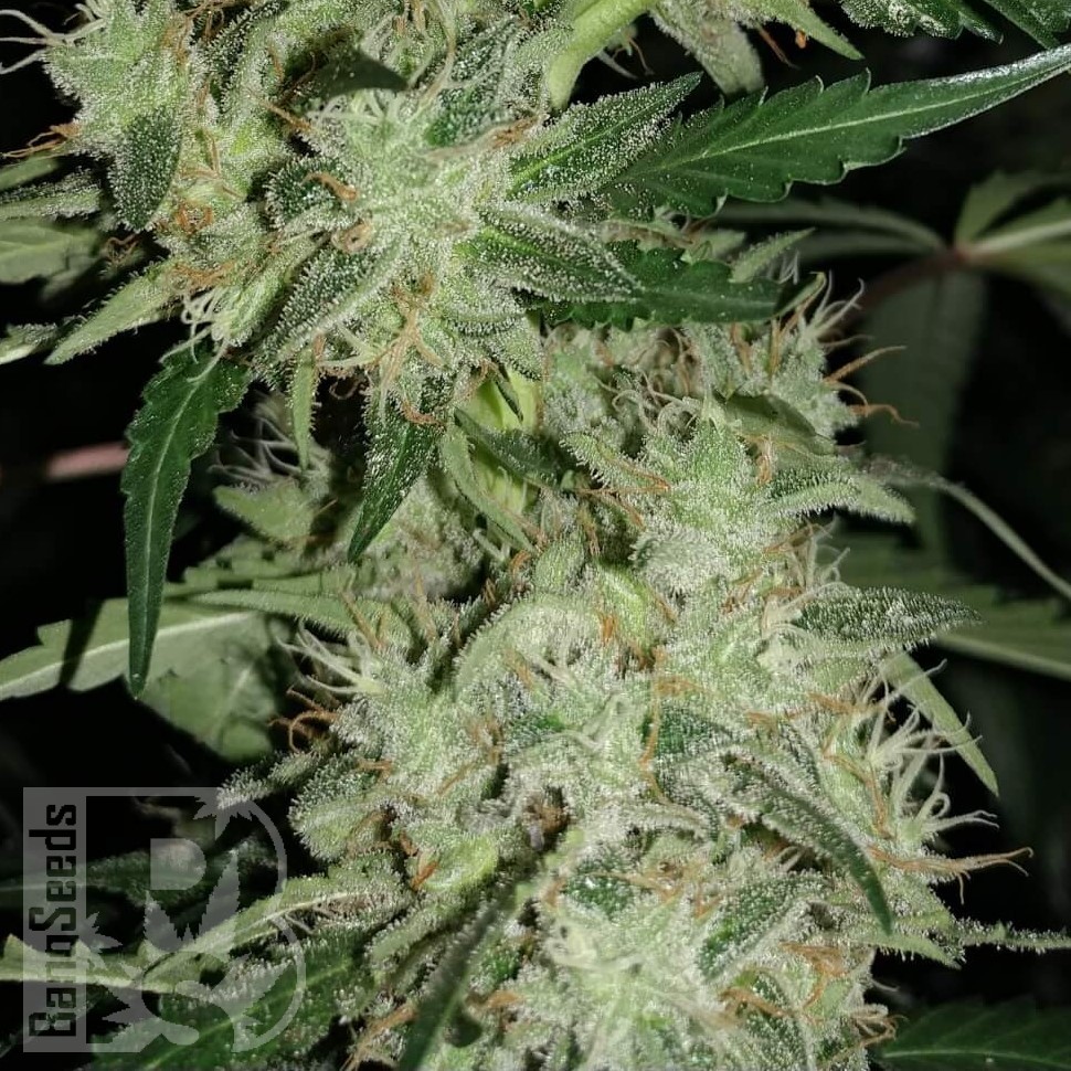 Семена конопли  Chuck Chuck feminised Bang Seeds