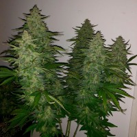 Auto Royal Gorilla feminised Ganja Seeds