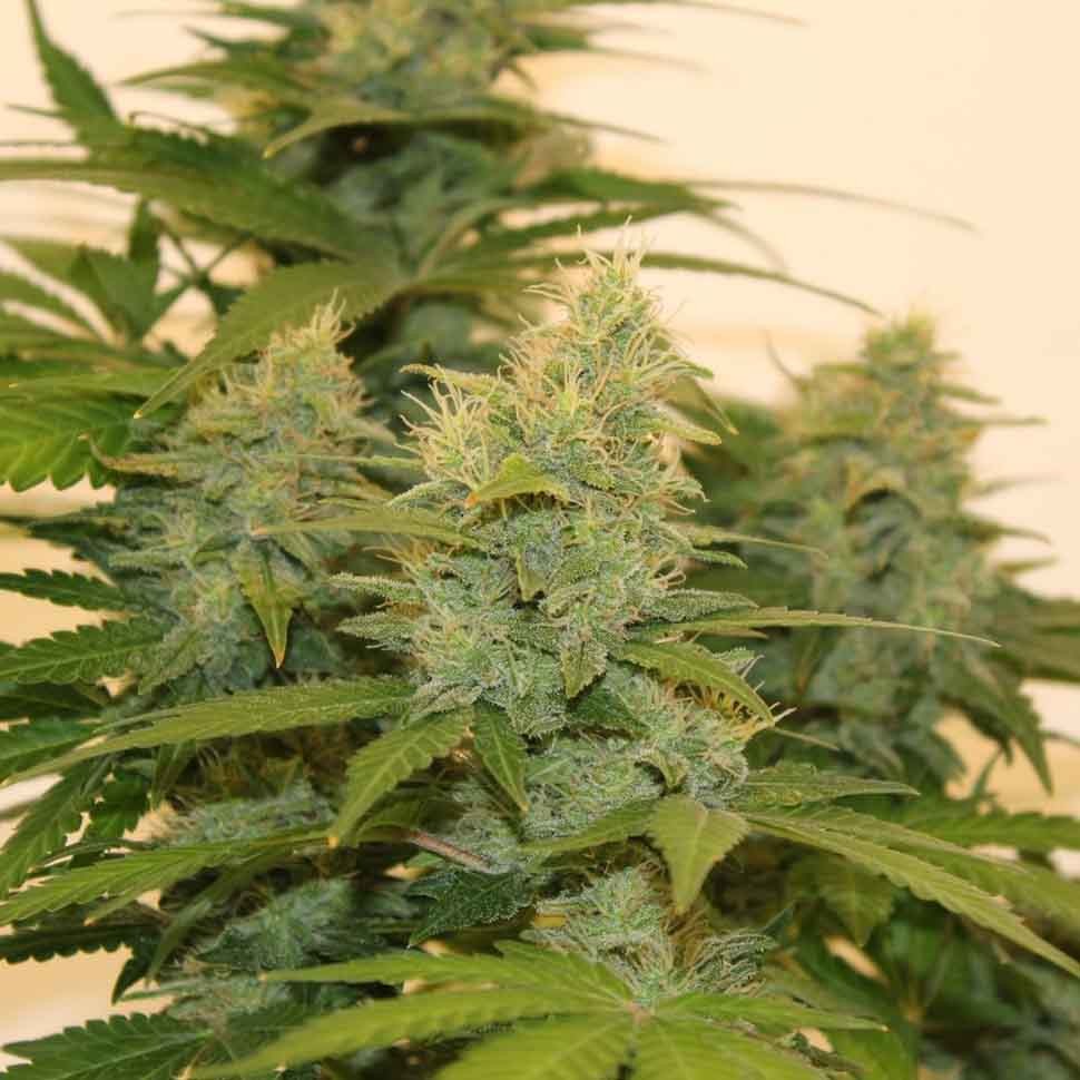 Семена ганжа  Auto Roadrunner regular Ganja Seeds