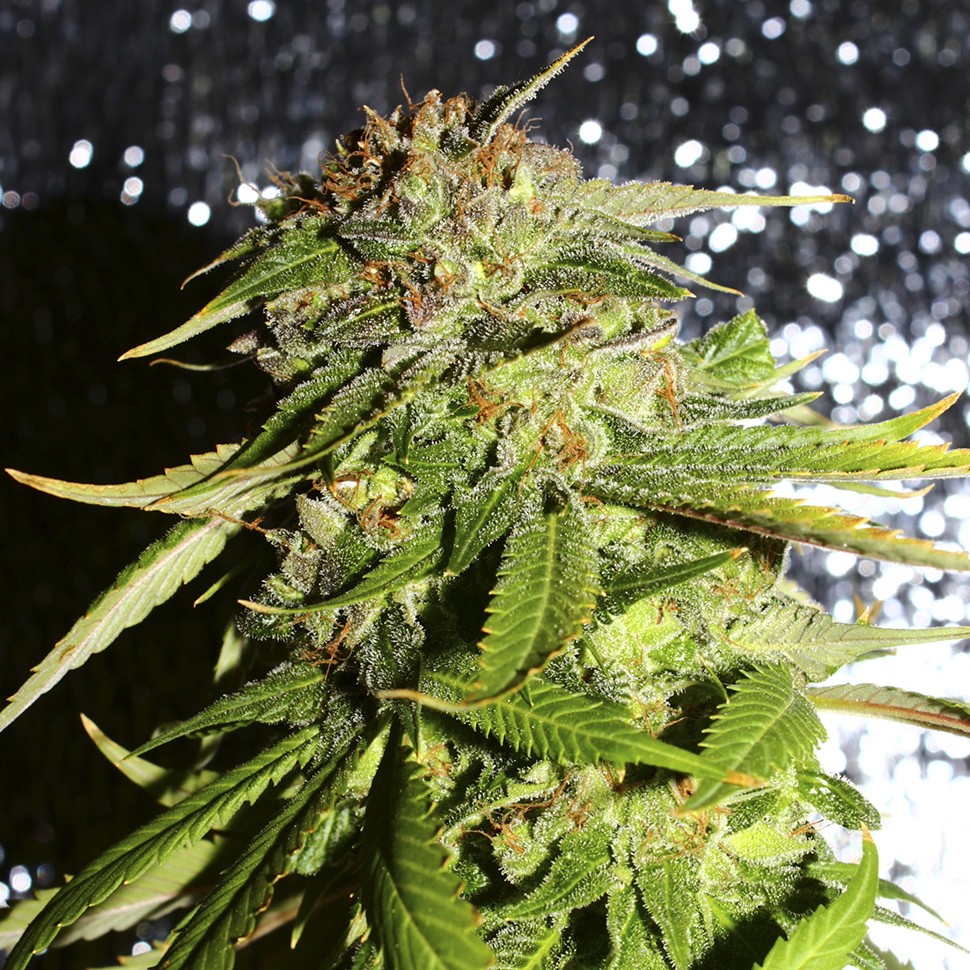 Семена каннабиса  Afghani #1 feminised Ganja Seeds