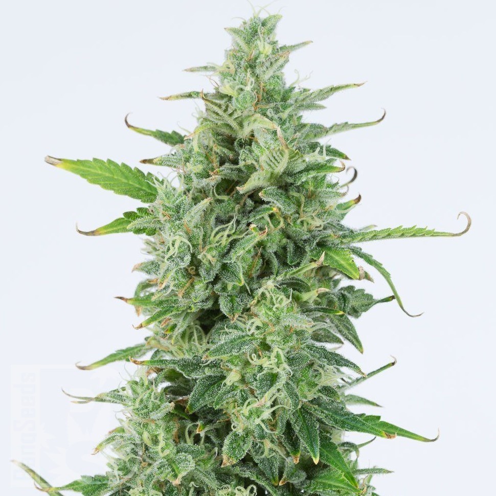 Семена конопли  Chuy Valley feminised Bang Seeds