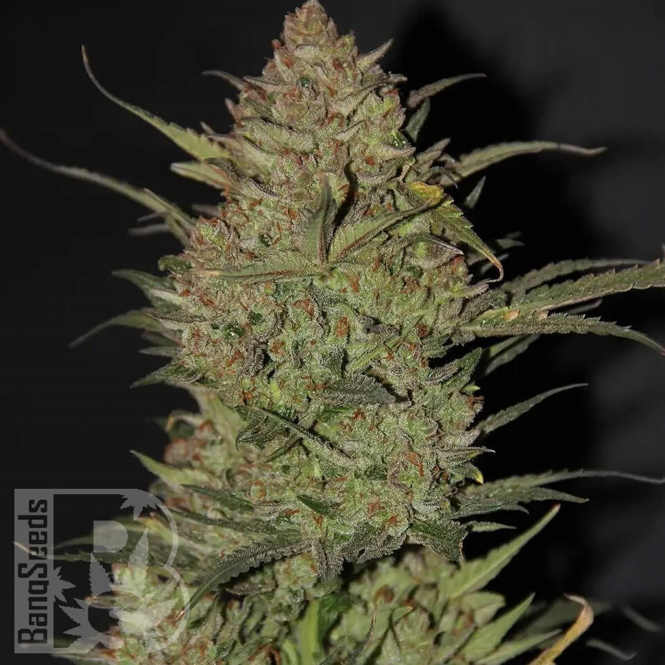 Семена конопли  Chuy Valley feminised Bang Seeds