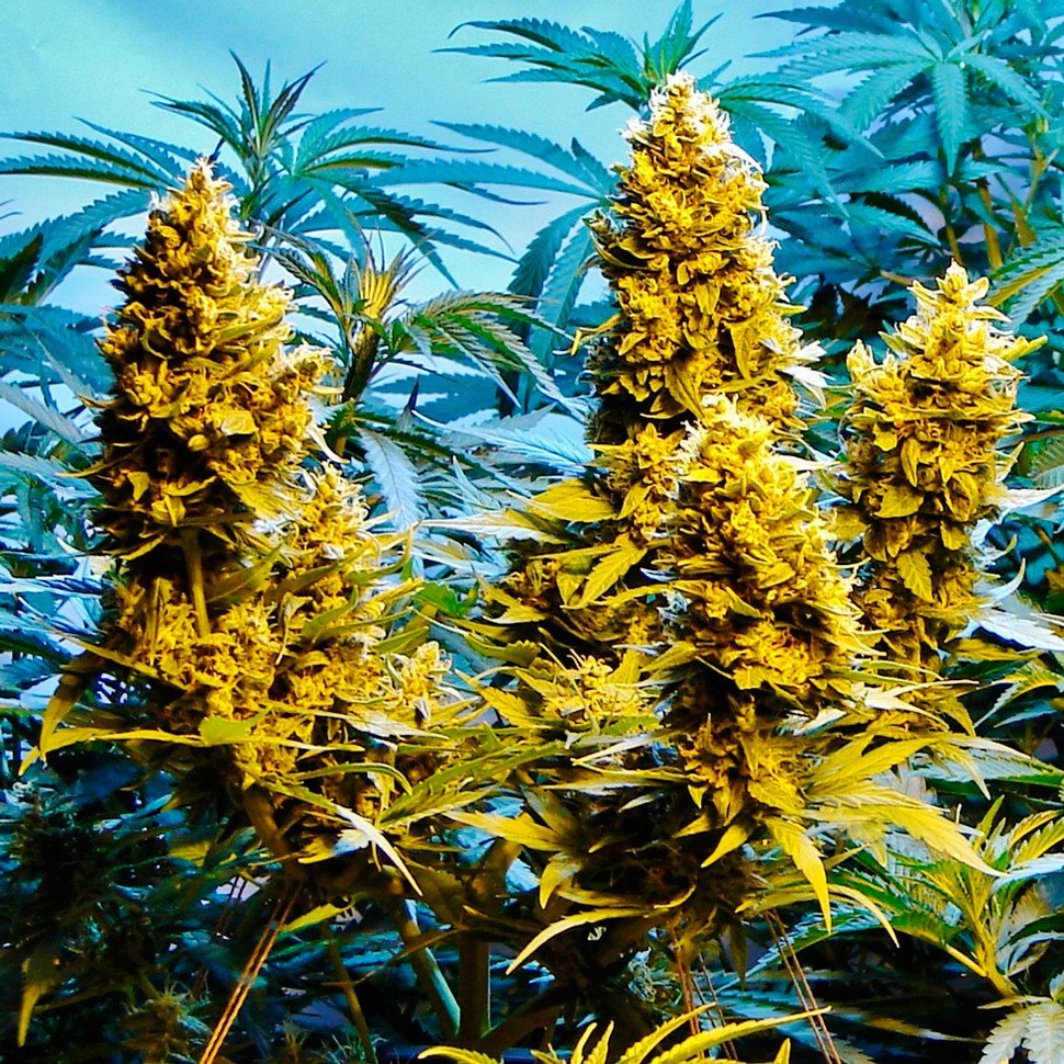Семена конопли  Auto Northern Hog feminised Ganja Seeds