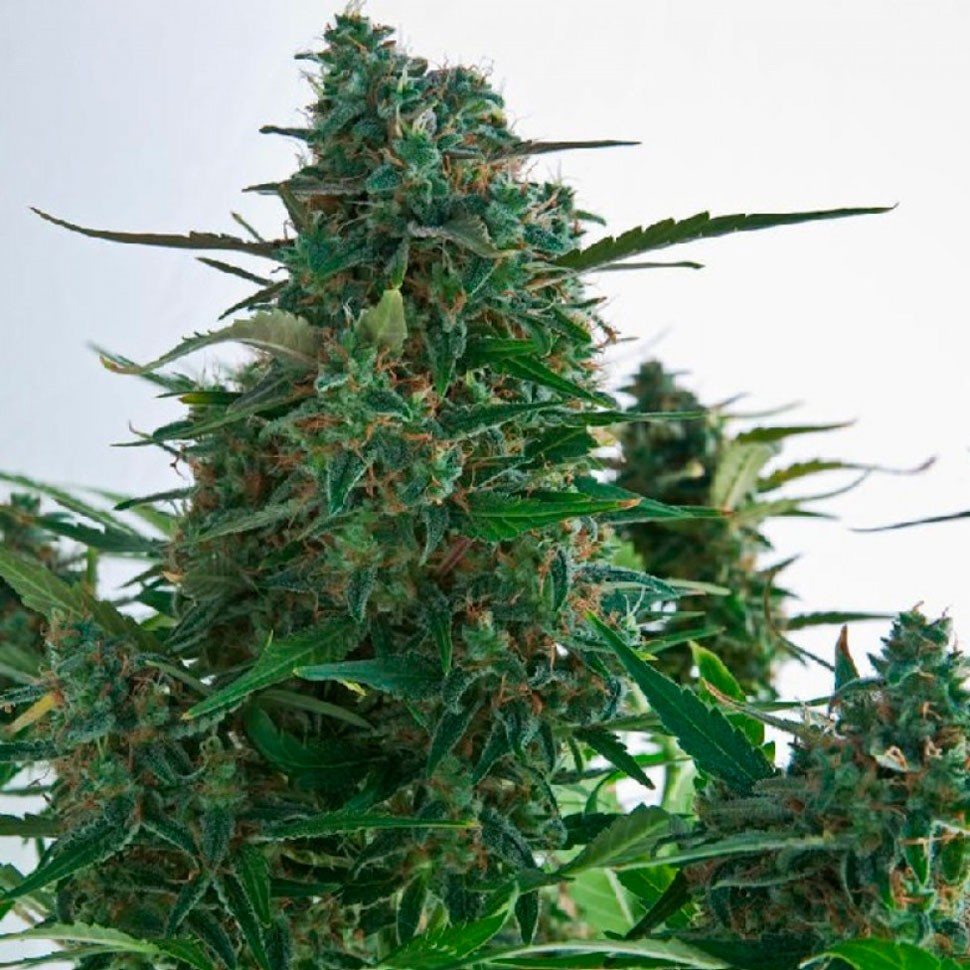 Семена  Auto Gagarin 2 feminised Ganja Seeds