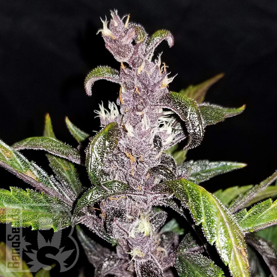 Семена  Auto Fastberry feminised Ganja Seeds