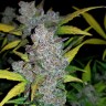 купить семена индийской конопли Auto Fastberry feminised
