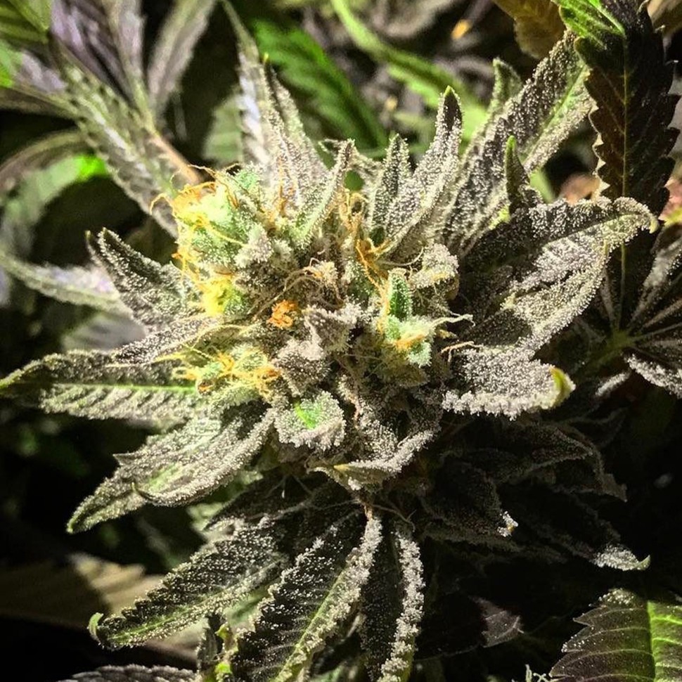 Семена каннабиса  Bubbleberry feminised Ganja Seeds