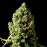Семена каннабиса  Bubbleberry feminised Ganja Seeds