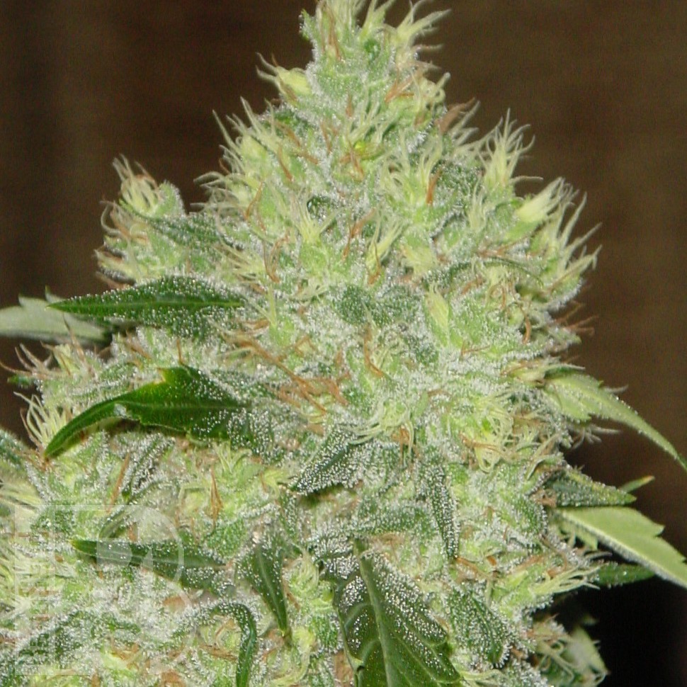 Семена каннабиса  Bubbleberry feminised Ganja Seeds