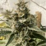 Семена каннабиса  Erlik feminised Bang Seeds