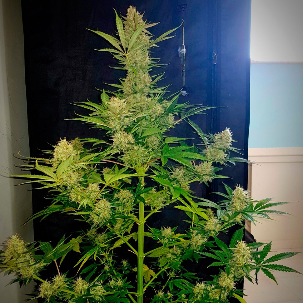 Семена каннабиса  Auto Glueberry O.G. feminised Ganja Seeds