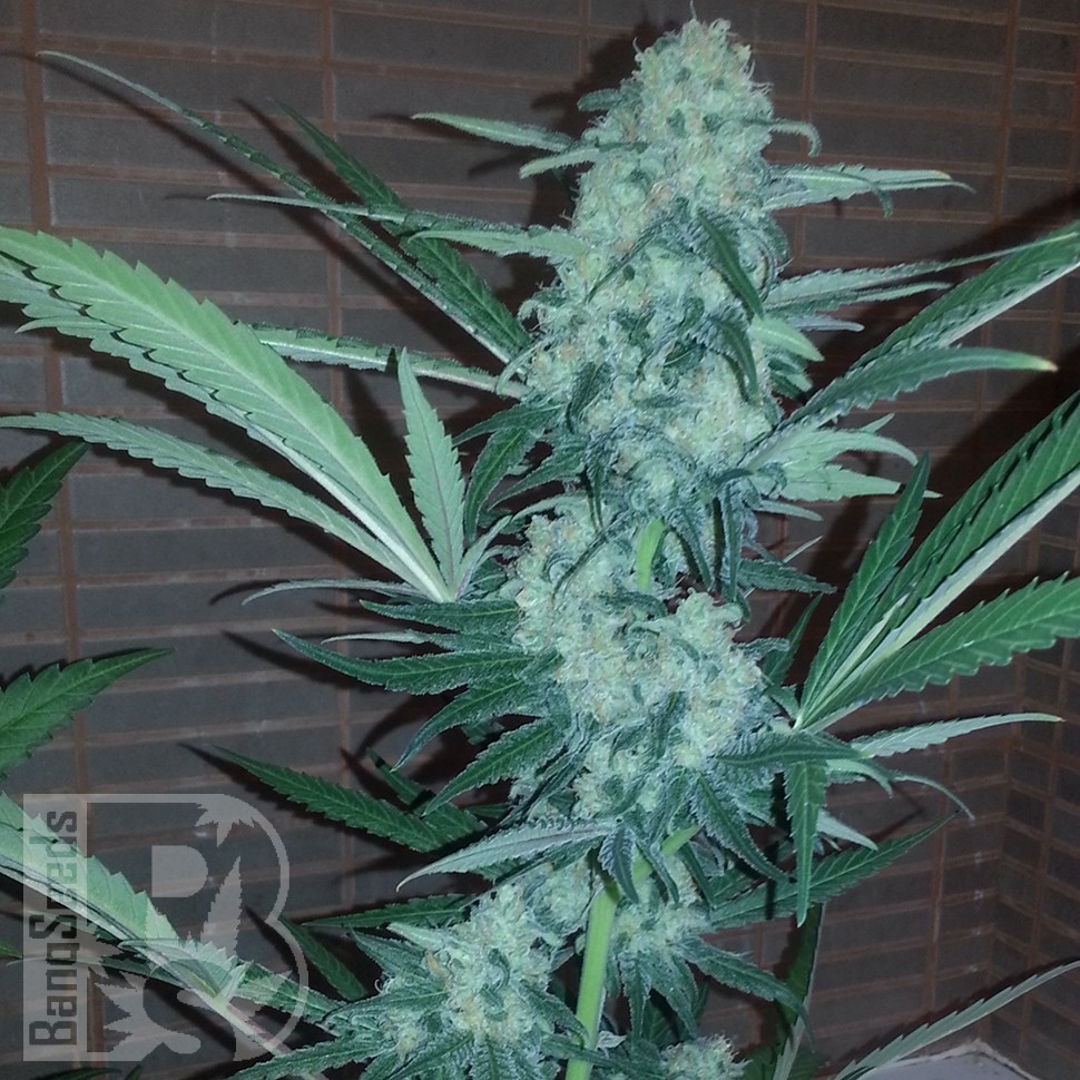 Семена  Auto Exodus Cheese CBD feminised Ganja Seeds