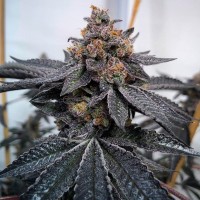 Do-Si-Dos feminised Ganja Seeds