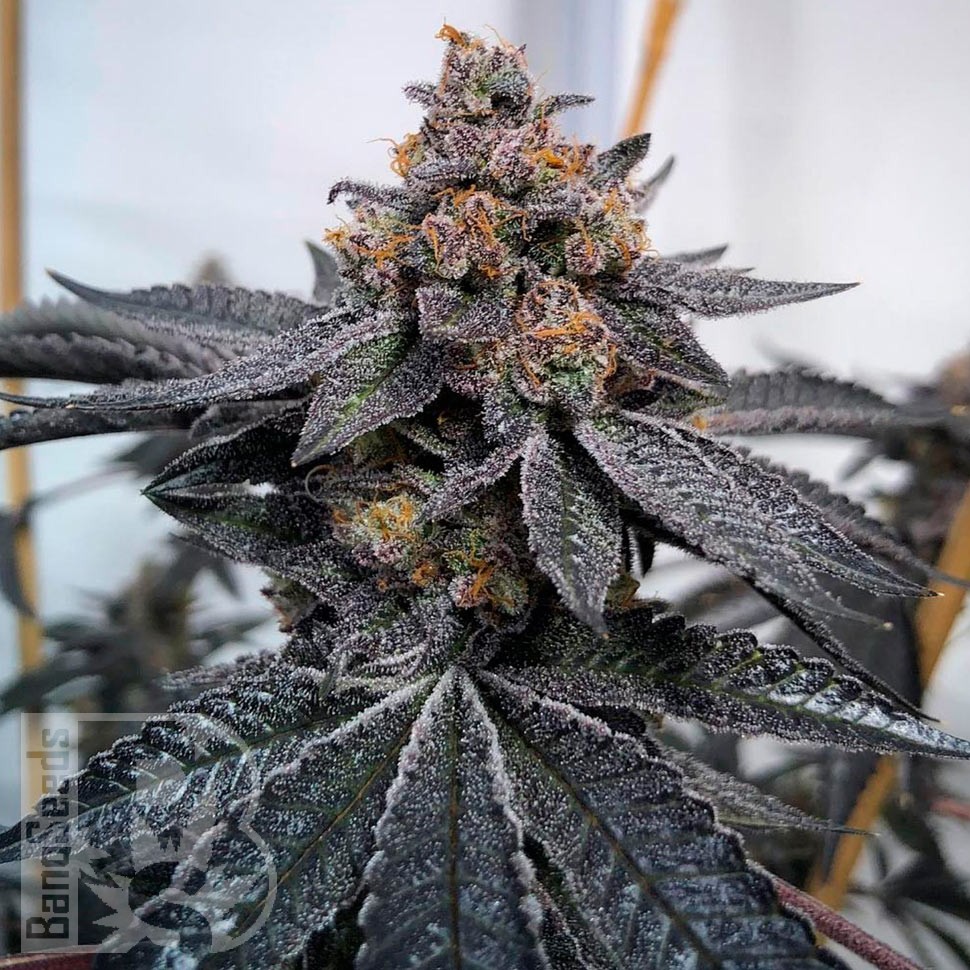 Семена  Do-Si-Dos feminised Ganja Seeds