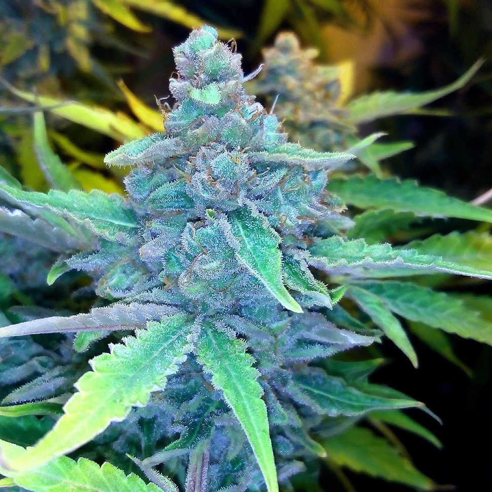 Семена  Auto Blueberry x Sweet Tooth feminised Ganja Seeds